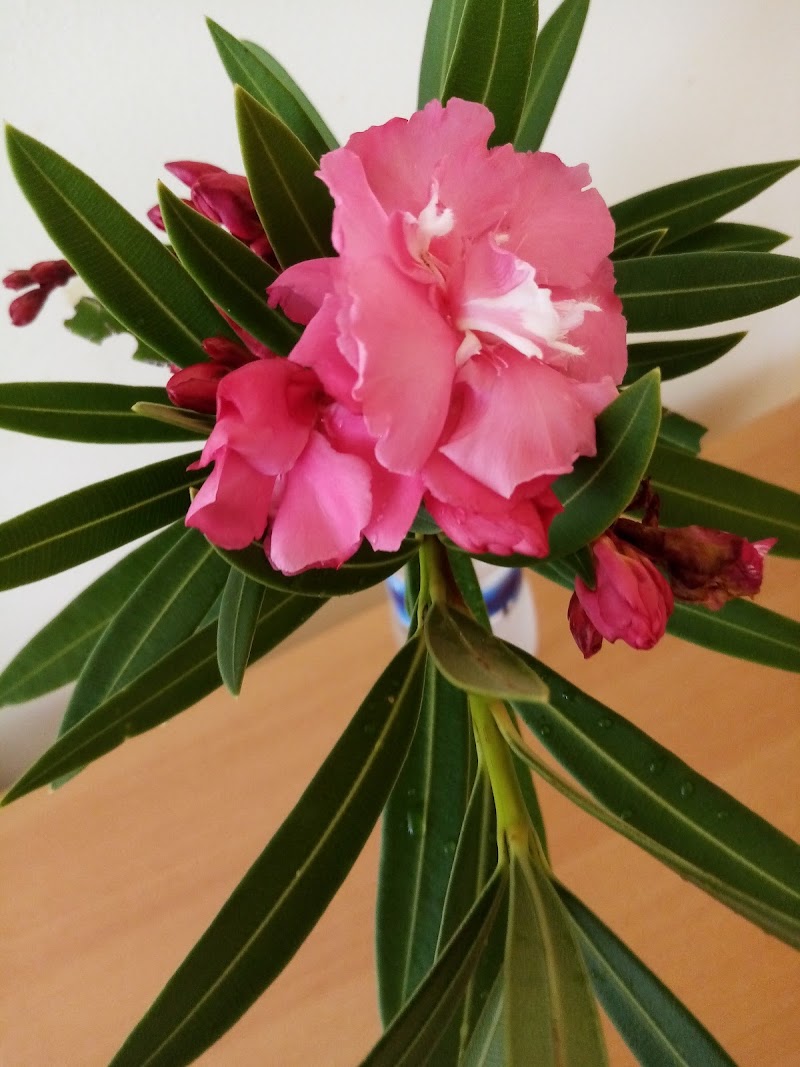 HDJ DE CAPESTERRE BELLE EAU